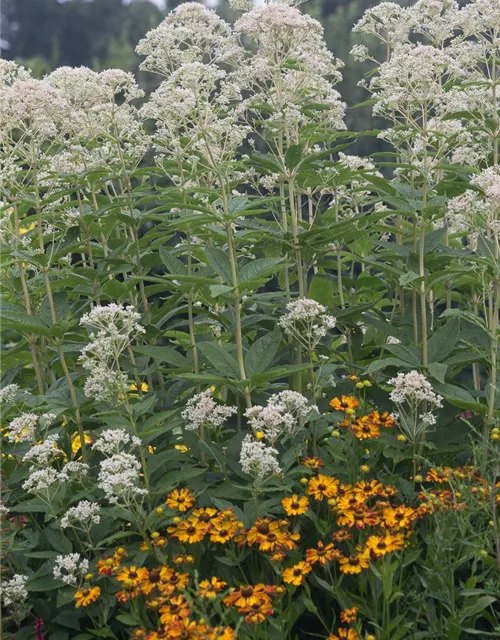 Eupatorium fistulosum 'Album'