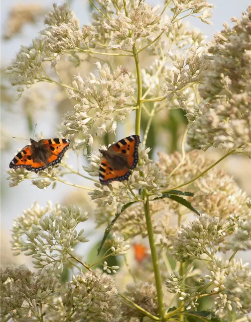 Eupatorium fistulosum 'Album'