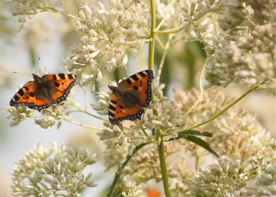 Eupatorium fistulosum 'Album'