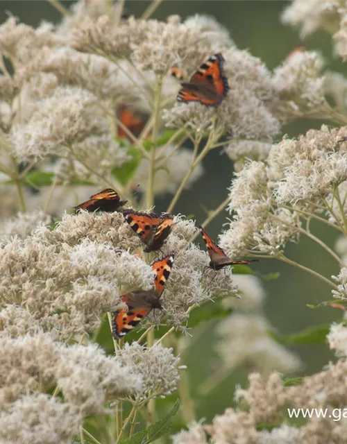 Eupatorium fistulosum 'Album'