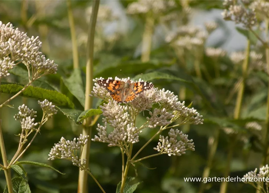 Eupatorium fistulosum 'Album'