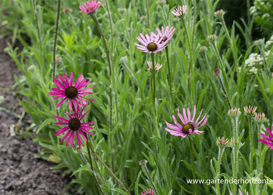 Tennessee-Garten-Scheinsonnenhut 'Rocky Top'