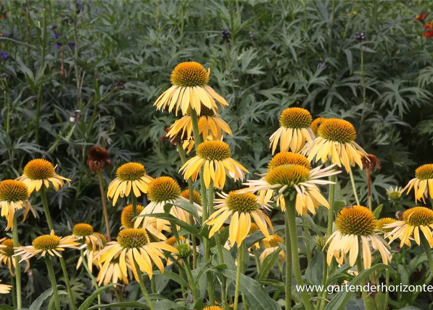 Garten-Scheinsonnenhut 'Harvest Moon'