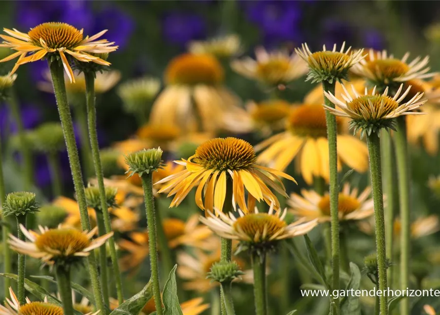 Garten-Scheinsonnenhut 'Harvest Moon'