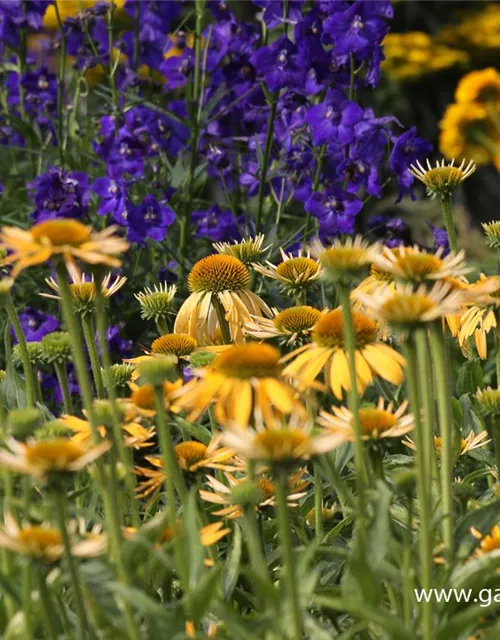 Garten-Scheinsonnenhut 'Harvest Moon'