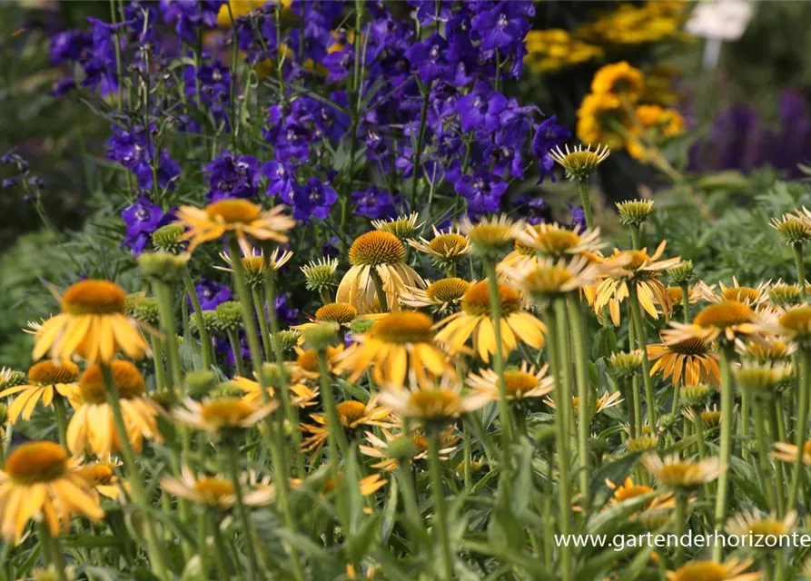 Garten-Scheinsonnenhut 'Harvest Moon'