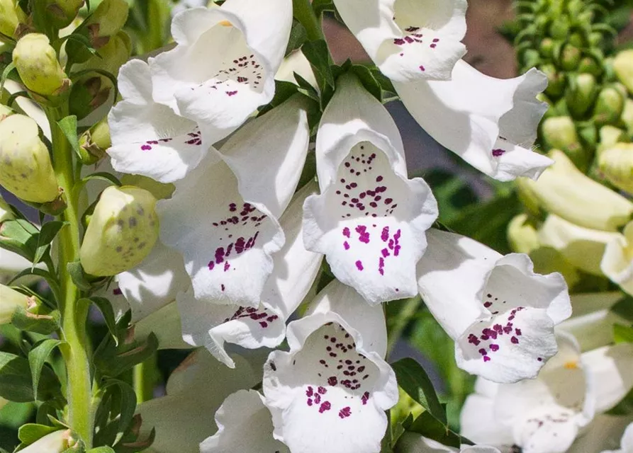 Garten-Fingerhut 'Alba'