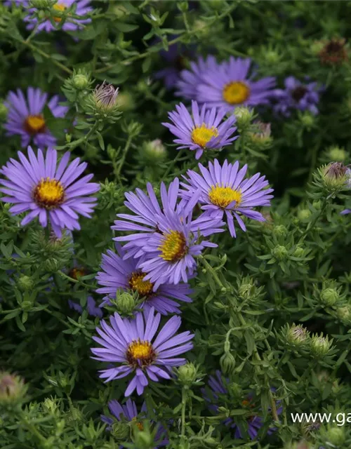 Garten-Aster 'October Skies'