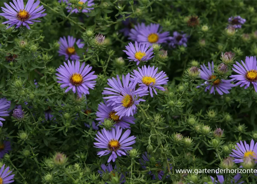 Garten-Aster 'October Skies'