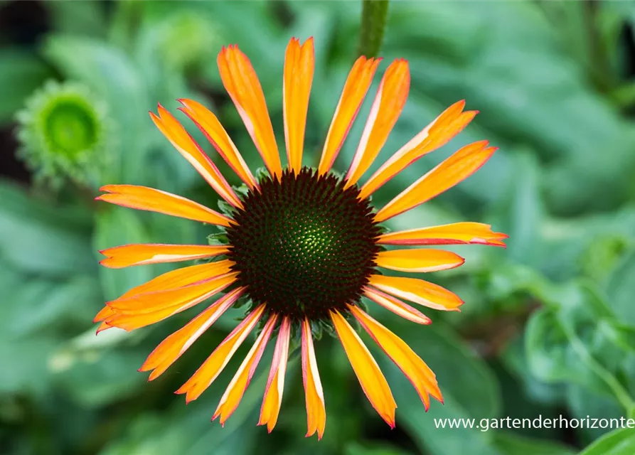 Garten-Scheinsonnenhut 'Tangerine Dream'®