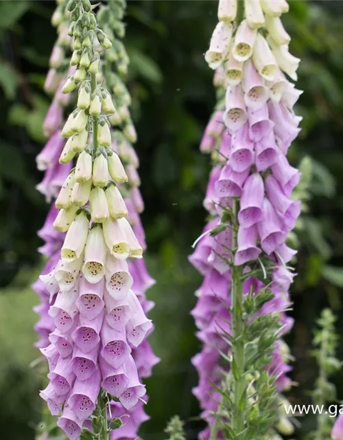 Garten-Fingerhut 'Gloxiniaeflora'