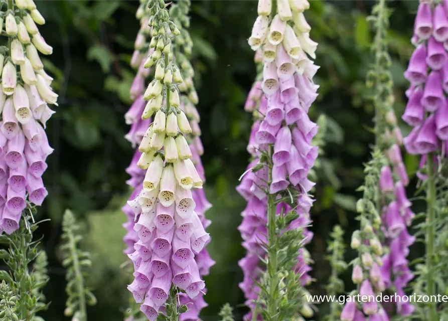 Garten-Fingerhut 'Gloxiniaeflora'