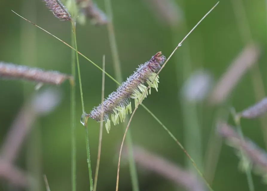 Bouteloua gracilis