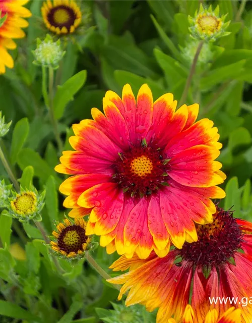 Großblumige Garten-Kokardenblume 'Fackelschein'