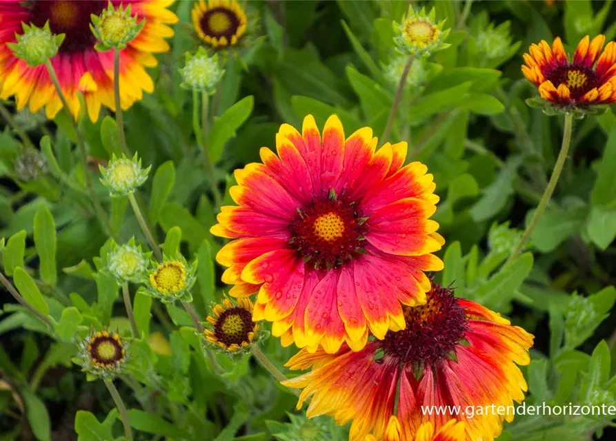 Großblumige Garten-Kokardenblume 'Fackelschein'