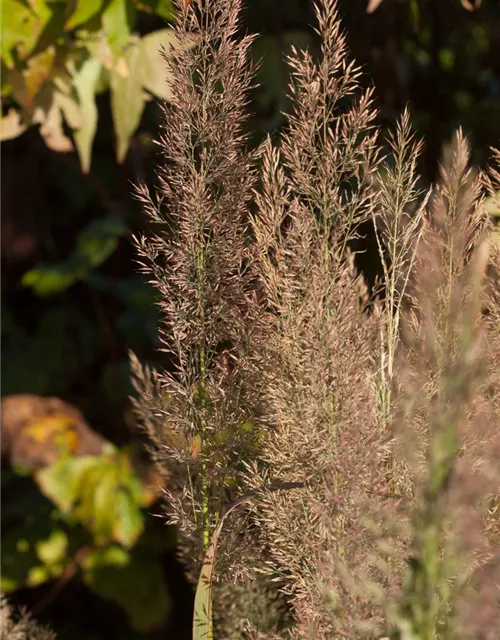 Calamagrostis brachytricha