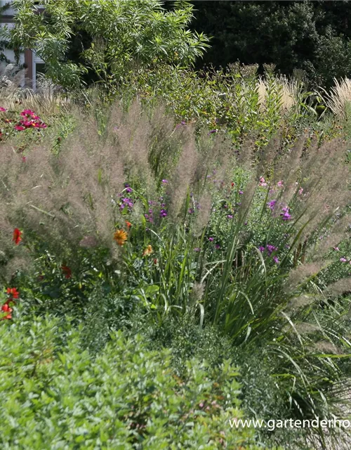 Calamagrostis brachytricha