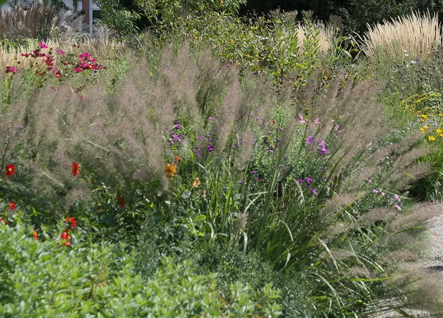 Calamagrostis brachytricha