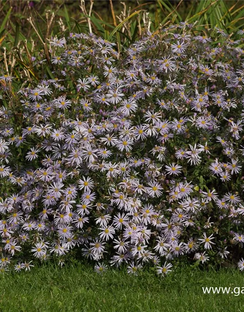 Garten-Pyrenäen-Aster 'Lutetia'