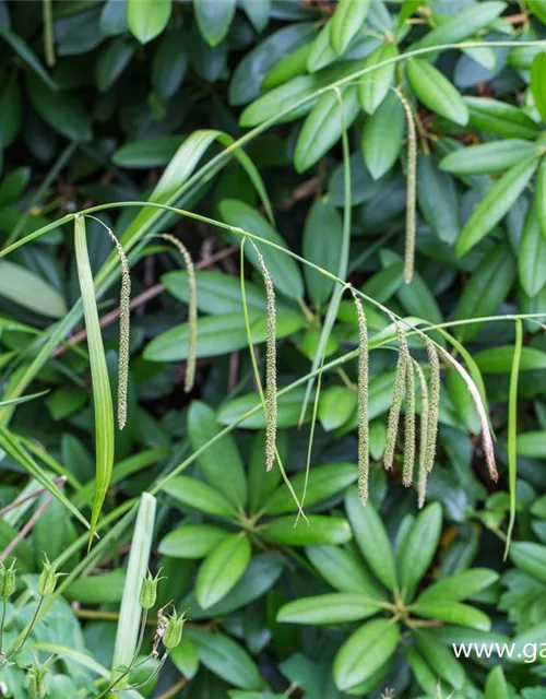 Carex pendula