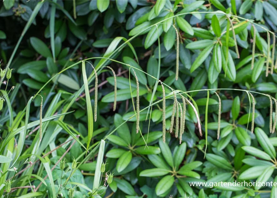 Carex pendula