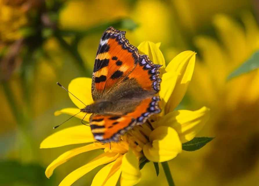 Garten-Stauden-Sonnenblume 'Meteor'