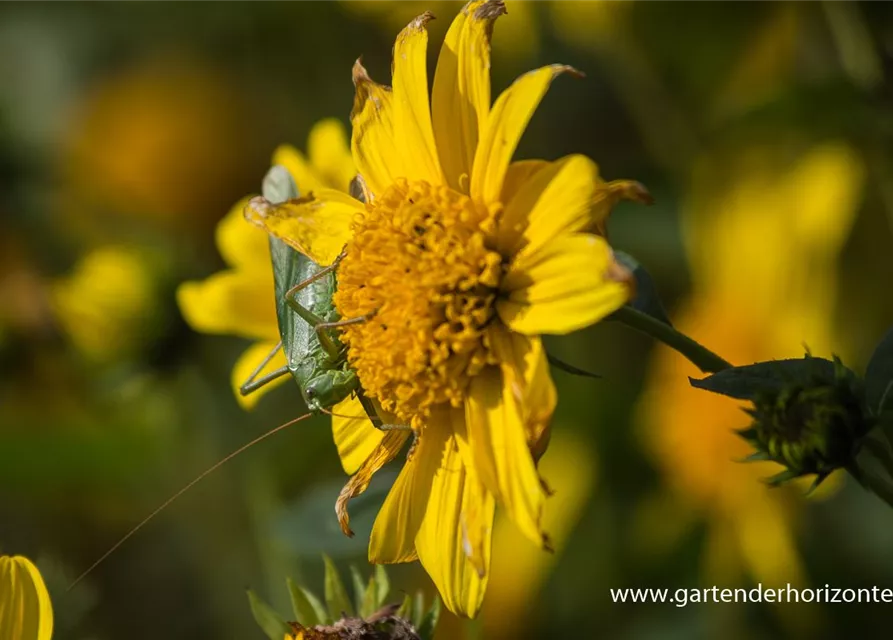 Garten-Stauden-Sonnenblume 'Meteor'