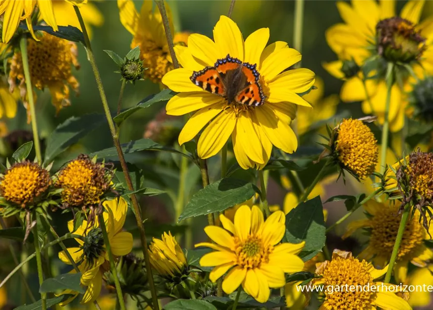 Garten-Stauden-Sonnenblume 'Meteor'