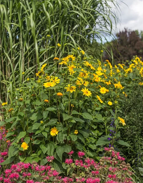 Garten-Stauden-Sonnenblume 'Meteor'