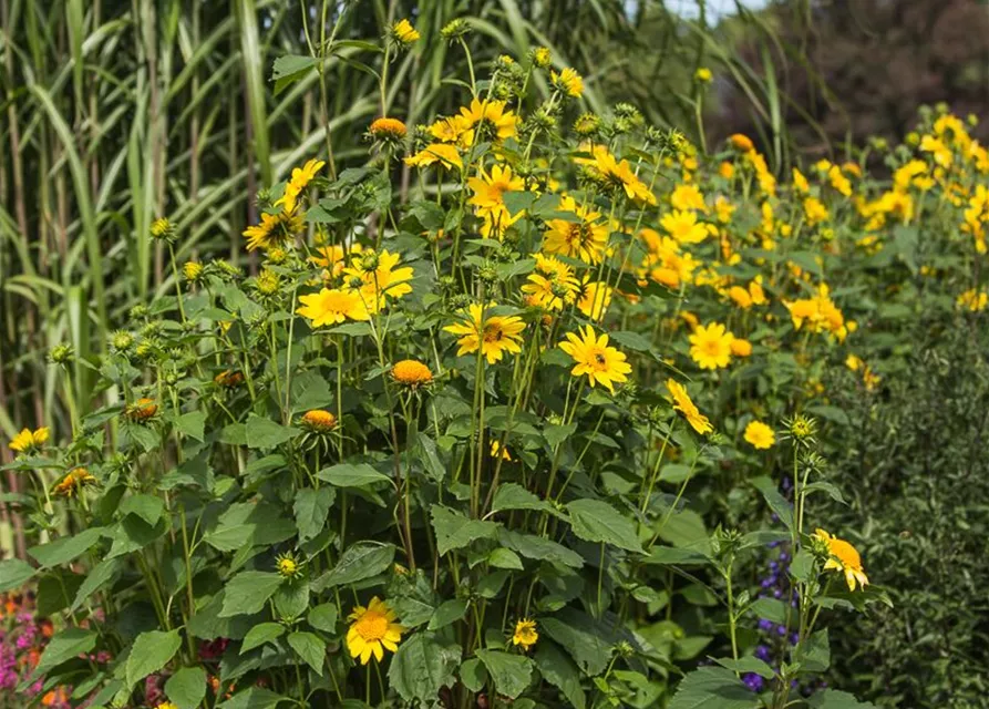 Garten-Stauden-Sonnenblume 'Meteor'