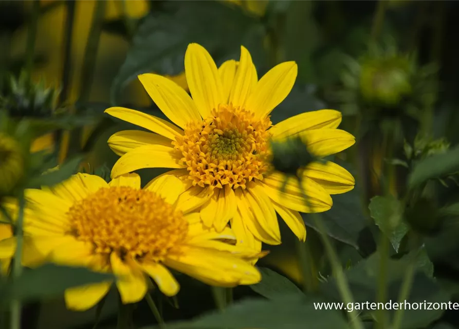 Garten-Stauden-Sonnenblume 'Meteor'