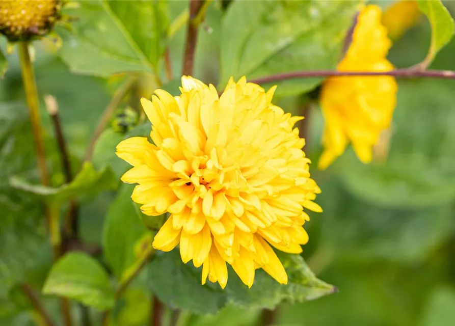 Stauden-Sonnenblume