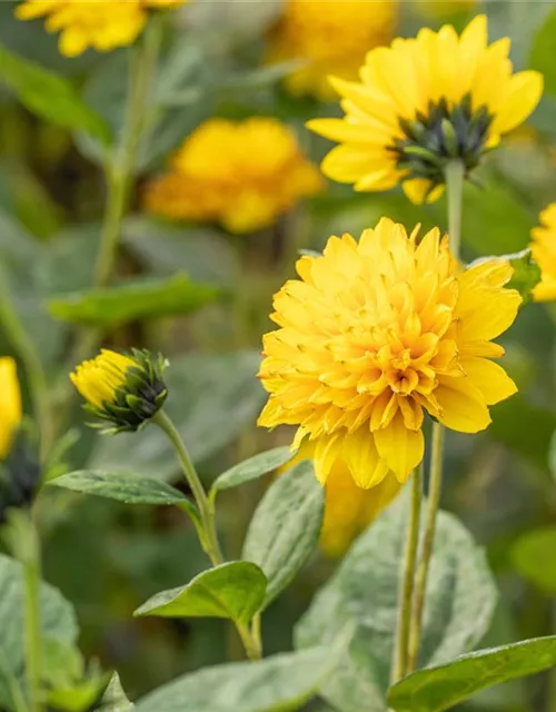 Stauden-Sonnenblume