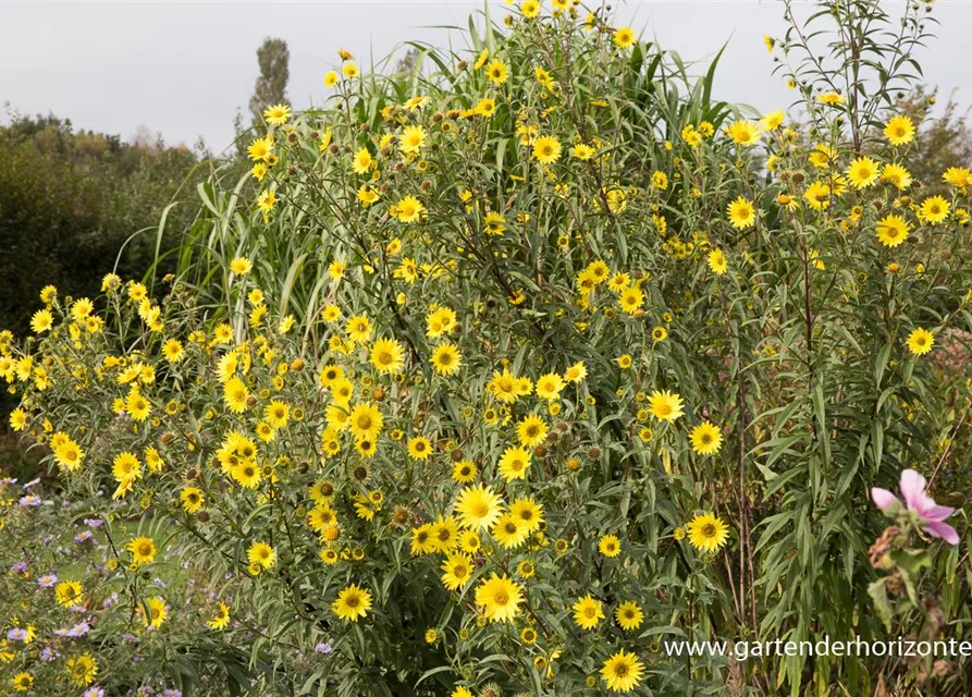 Riesen-Sonnenblume 'Simon Wiesenthal'