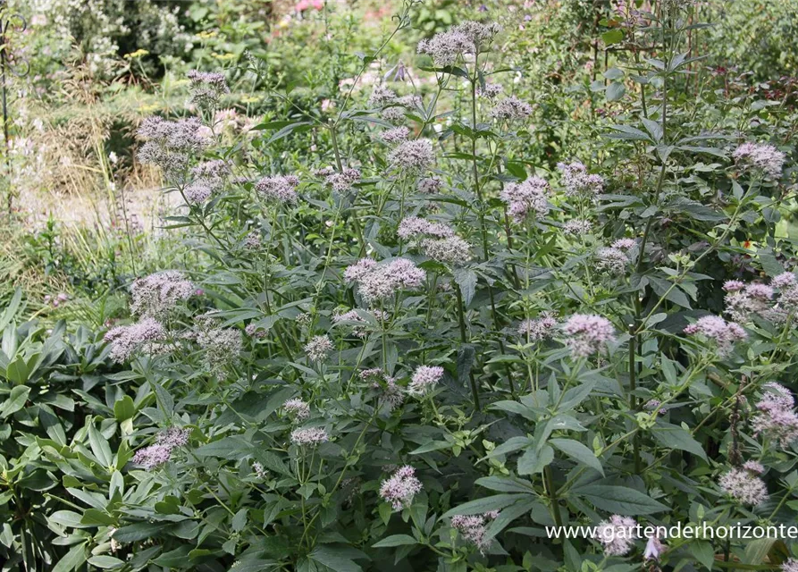 Eupatorium cannabinum