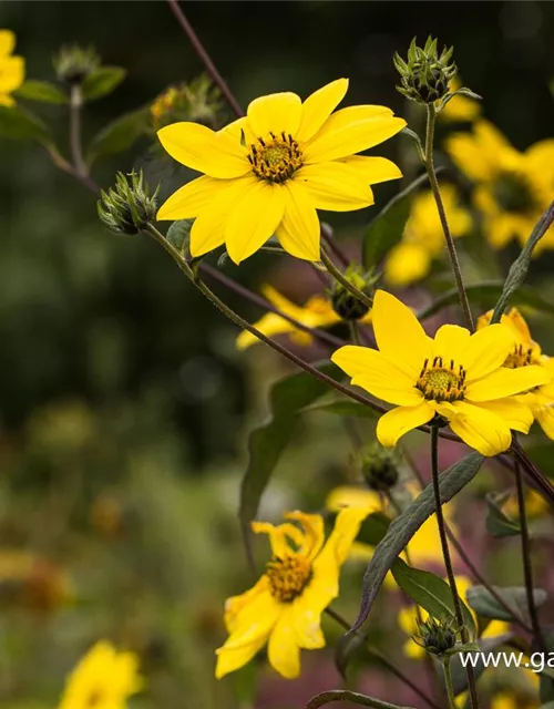 Kleinblumige Stauden-Sonnenblume