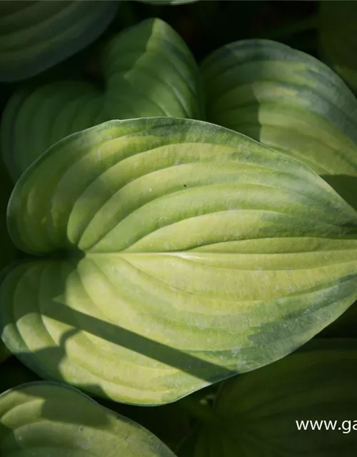 Duftende Garten-Lilien-Funkie 'Guacamole'