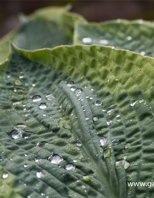 Blaue Gelbrand-Garten-Funkie 'Frances Williams'