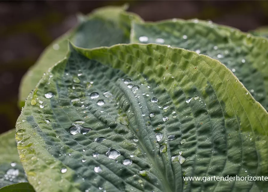 Blaue Gelbrand-Garten-Funkie 'Frances Williams'