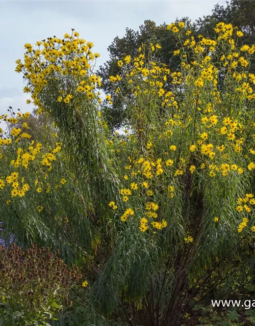 Weidenblättrige Sonnenblume