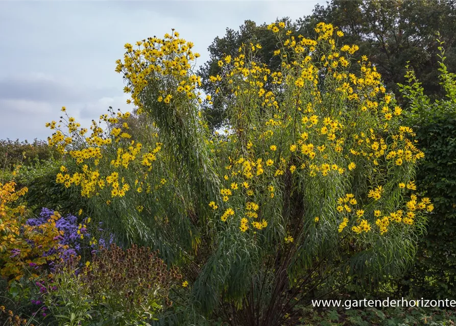 Weidenblättrige Sonnenblume