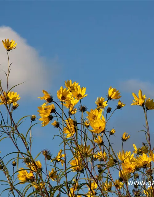 Weidenblättrige Sonnenblume