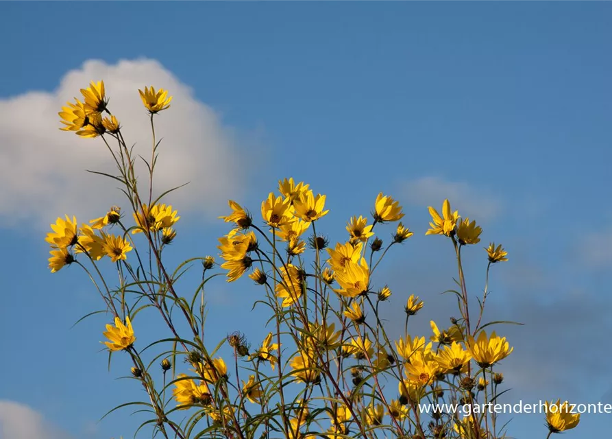 Weidenblättrige Sonnenblume