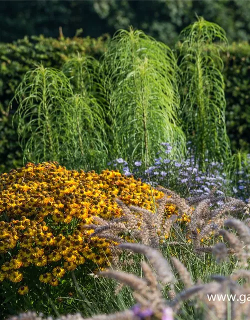 Weidenblättrige Sonnenblume