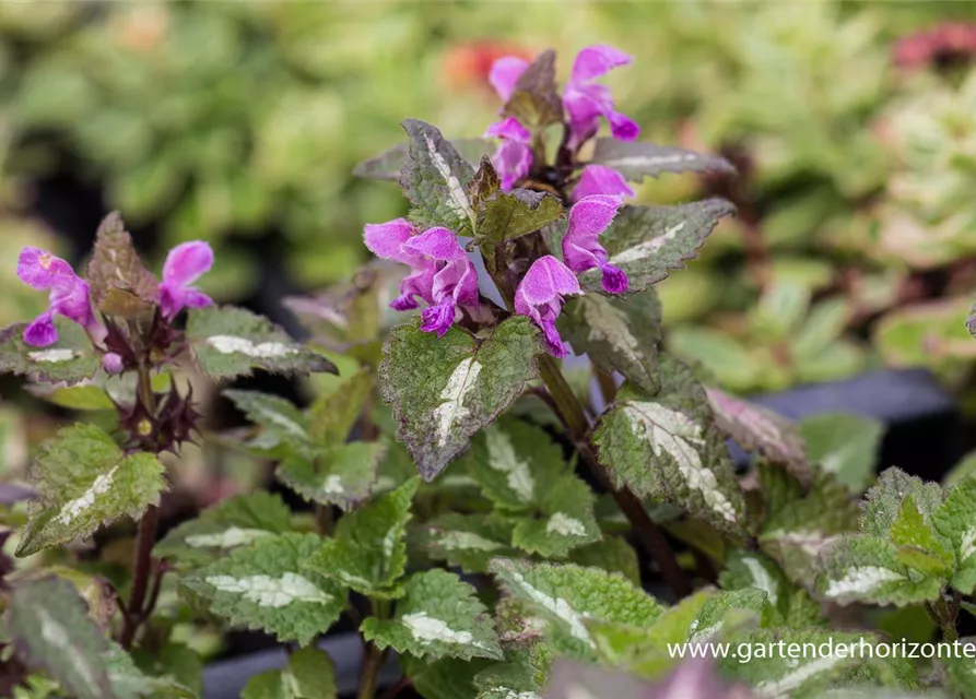 Lamium maculatum 'Chequers'