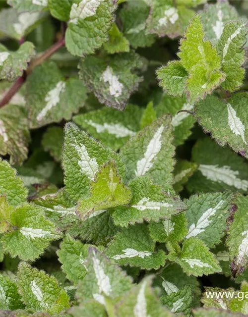 Lamium maculatum 'Chequers'