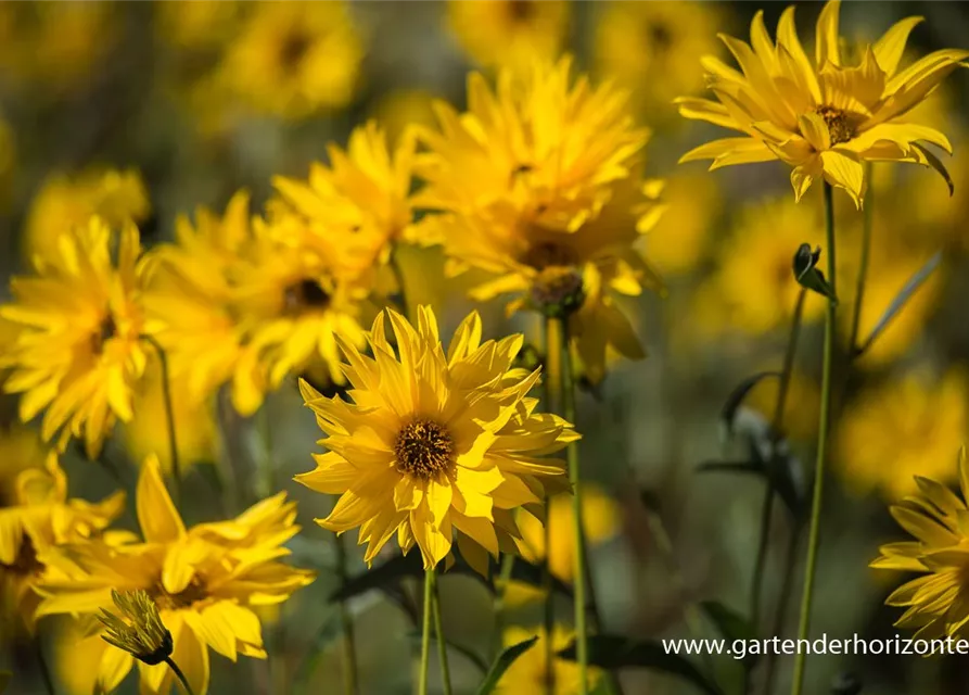 Garten-Stauden-Sonnenblume 'Monarch'