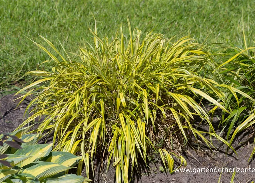 Garten-Ziergras 'Aureola'