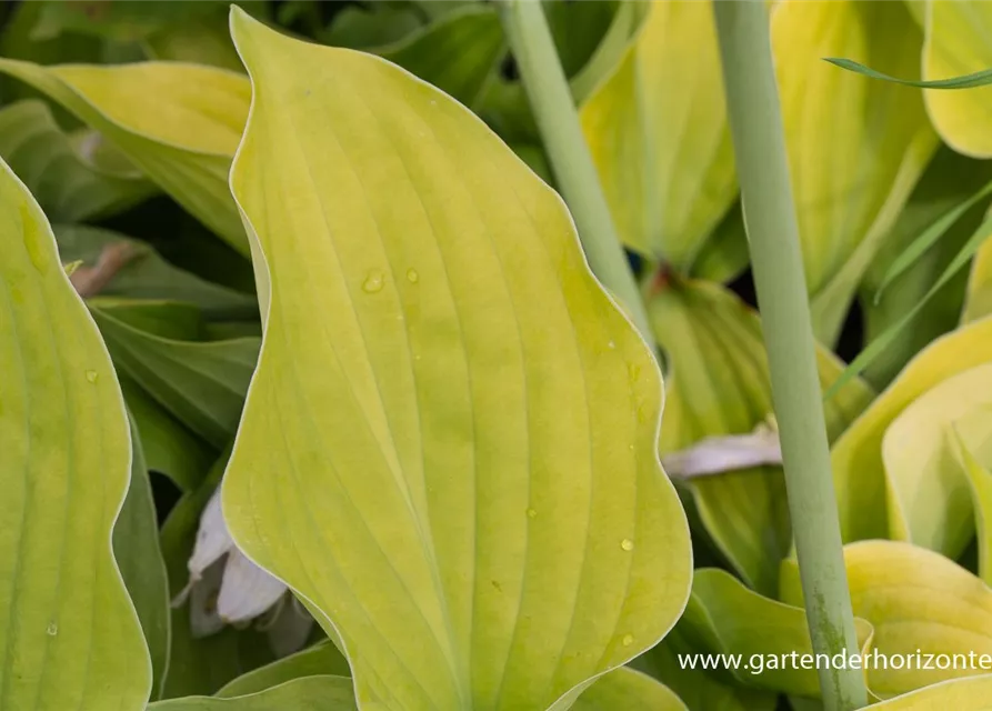 Gelblaubige Garten-Funkie 'August Moon'