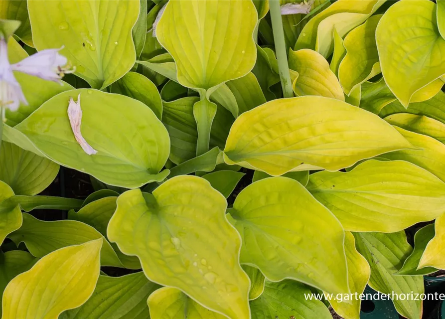 Gelblaubige Garten-Funkie 'August Moon'